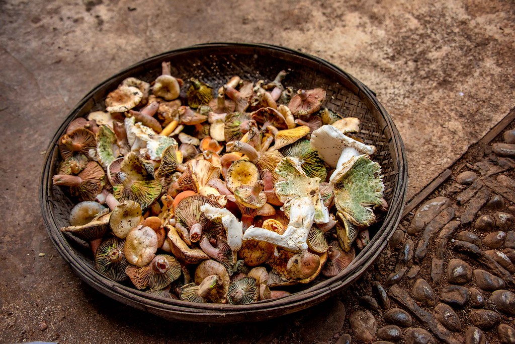 Cesto di vimini pieno di funghi spontanei appena raccolti di varie specie