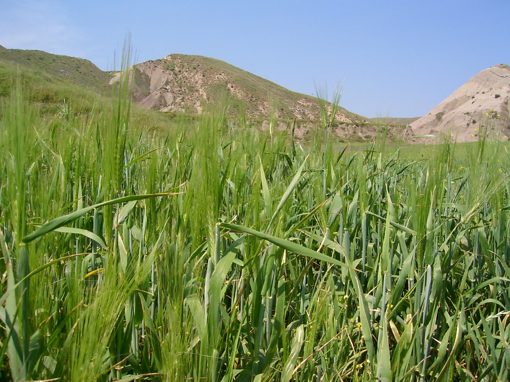 Spighe di grano verde in un campo di collina