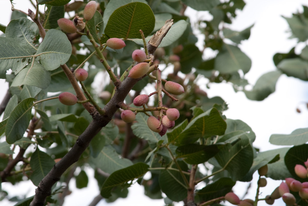 Grappoli di pistacchi rosati ancora sulla pianta tra le foglie, in Sicilia